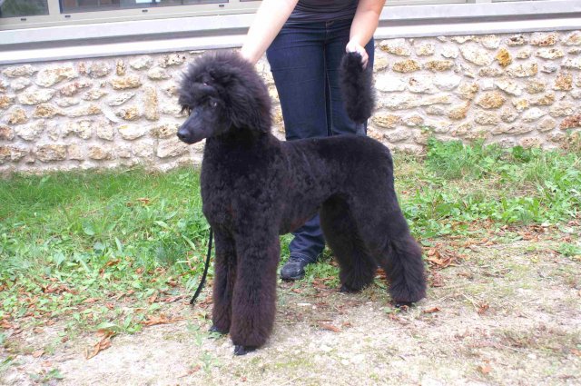 foire-haricots 2011-09-17et18